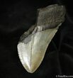 Bargain Inch Megalodon Tooth #1040-1